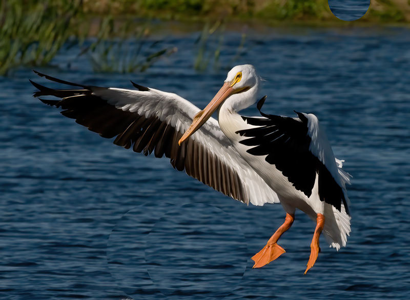 American_White_Pelican_09_FL_221