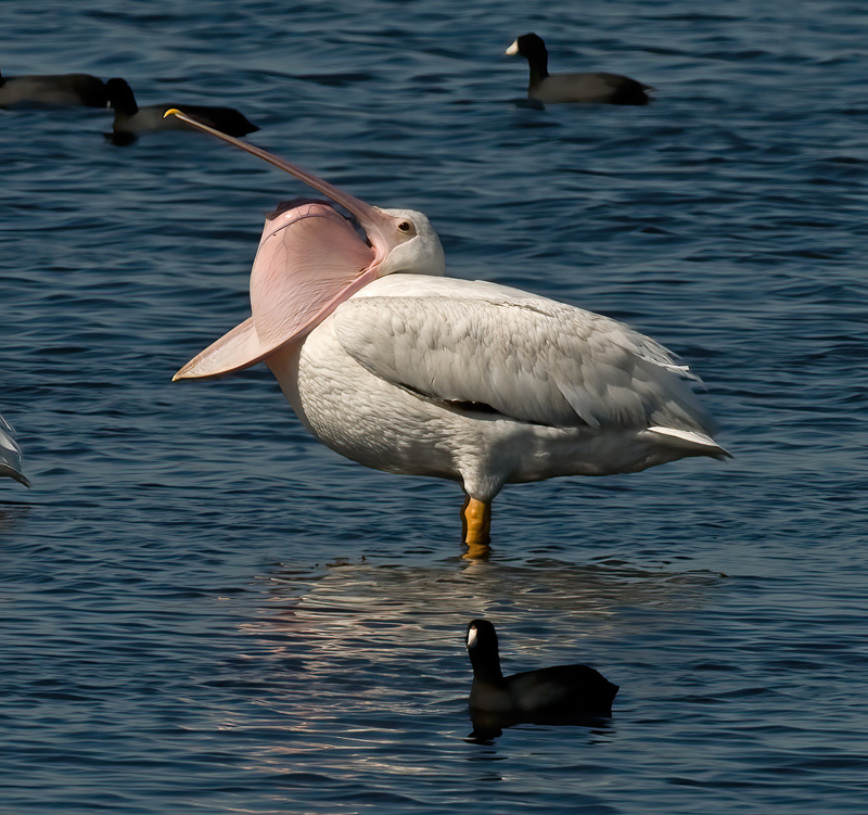 American_White_Pelican_09_FL_231