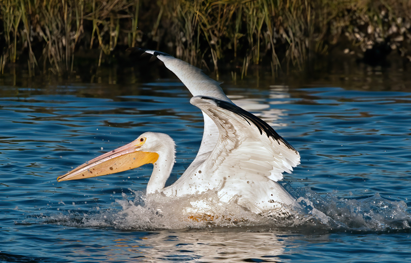 American_White_Pelican_10_FL_001