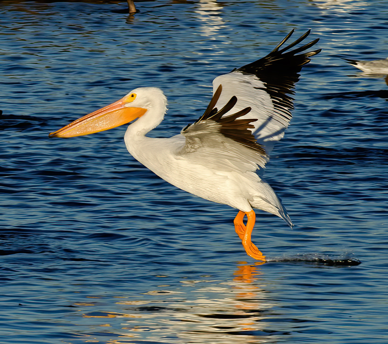 American_White_Pelican_10_FL_004
