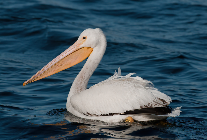 American_White_Pelican_10_FL_035