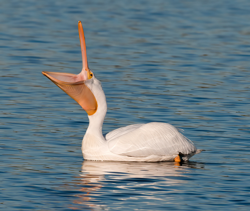 American_White_Pelican_10_FL_040