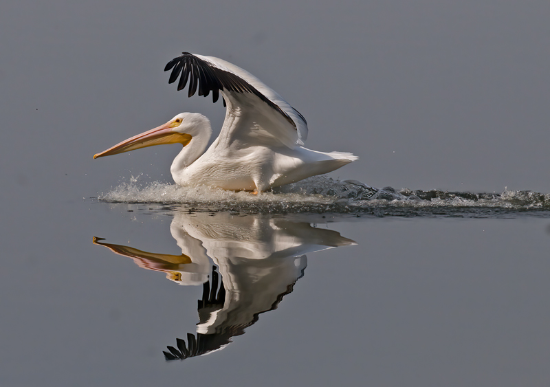 American_White_Pelican_10_FL_059