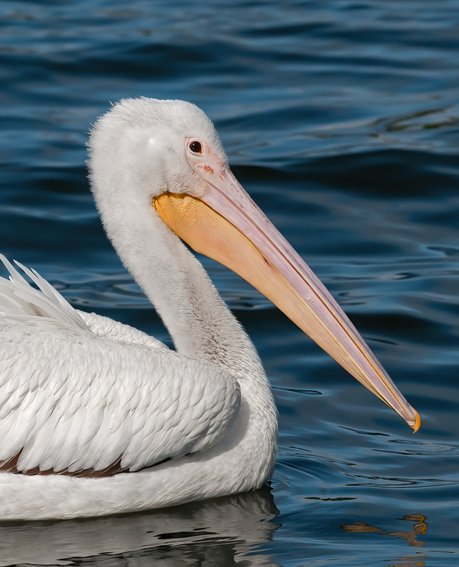 American_White_Pelican_10_FL_075