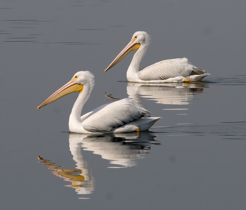 American_White_Pelican_10_FL_086
