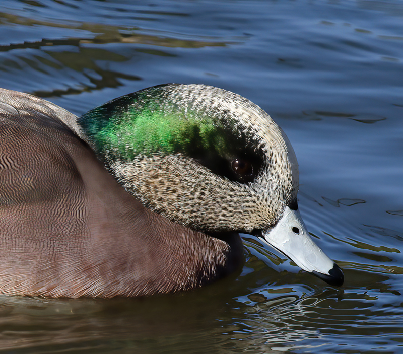 American_Widgeon_10_FL_008