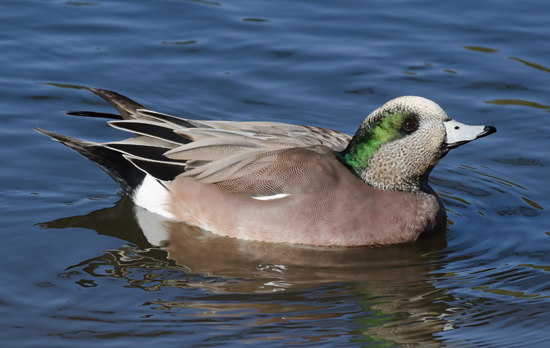 American_Widgeon_10_FL_009