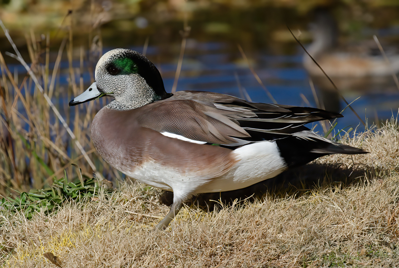American_Widgeon_10_FL_023