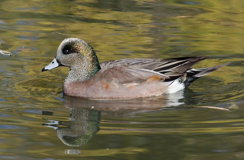 American_Widgeon_10_FL_029