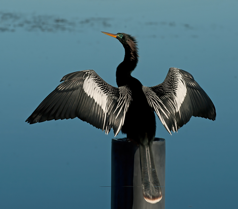 Anhinga_09_FL_002