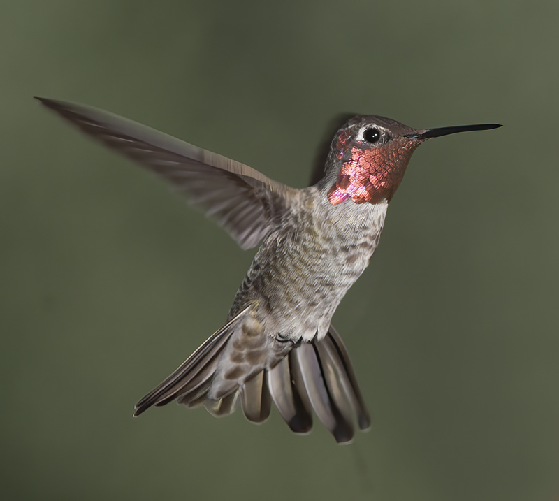 Annas_Hummingbird_14_CA_186