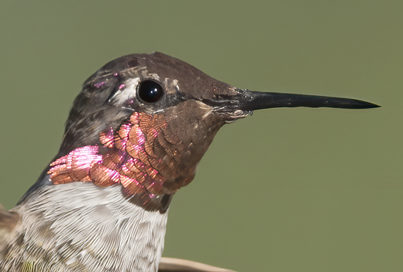 Annas_Hummingbird_14_CA_196