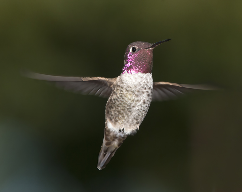 Annas_Hummingbird_14_CA_216