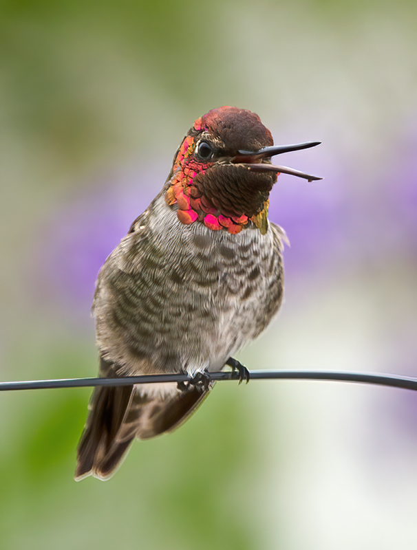 Annas_Hummingbrd_11_CA_006