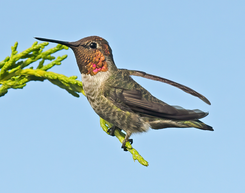 Annas_Hummingbrd_11_CA_147