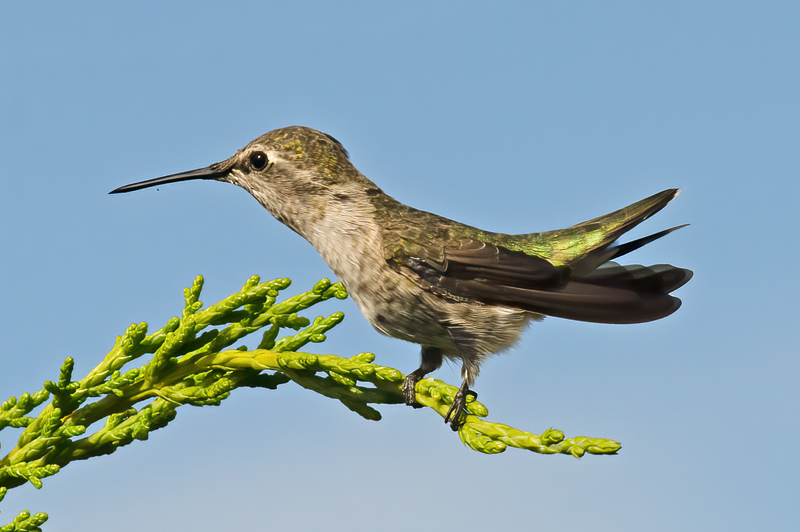 Annas_Hummingbrd_11_CA_152