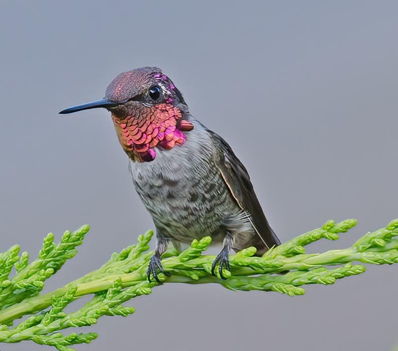 Annas_Hummingbrd_11_CA_163