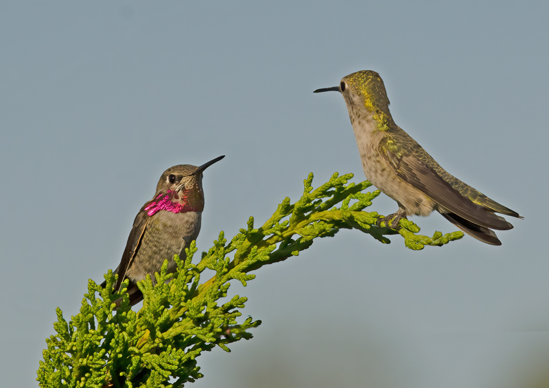 Annas_Hummingbrd_11_CA_198
