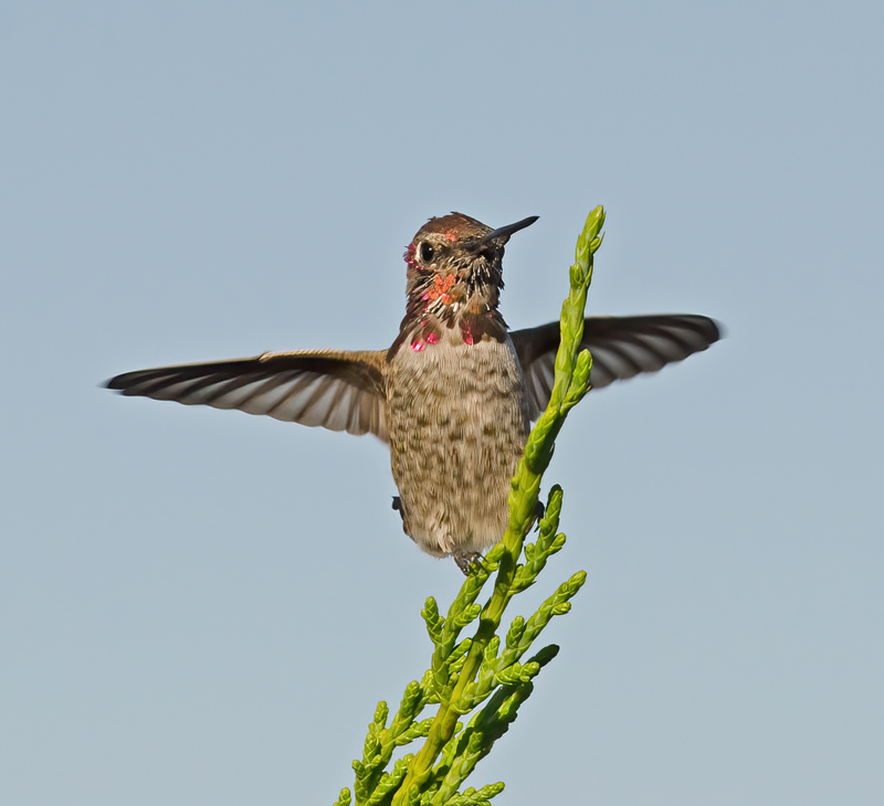 Annas_Hummingbrd_11_CA_205