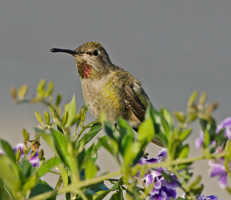 Annas_Hummingbrd_11_CA_211