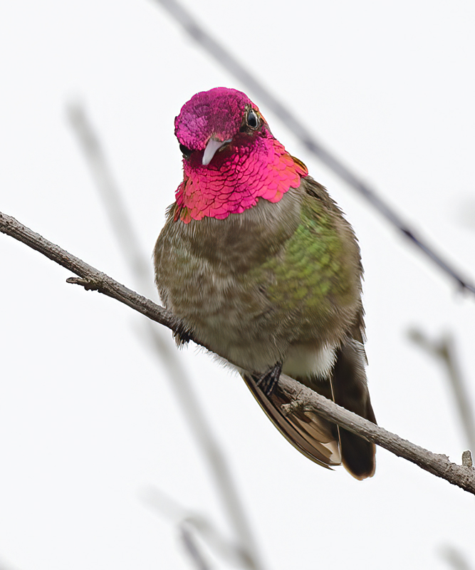 Annas_Hummingbrd_13_CA_002