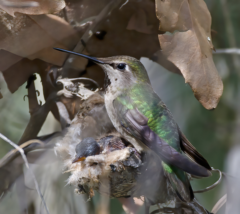 Annas_Hummingbrd_14_CA_016