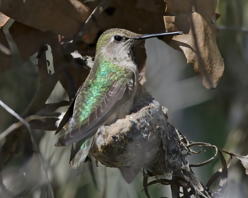 Annas_Hummingbrd_14_CA_023