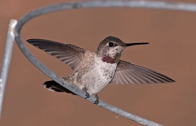 Annas_Hummingbrd_14_CA_059