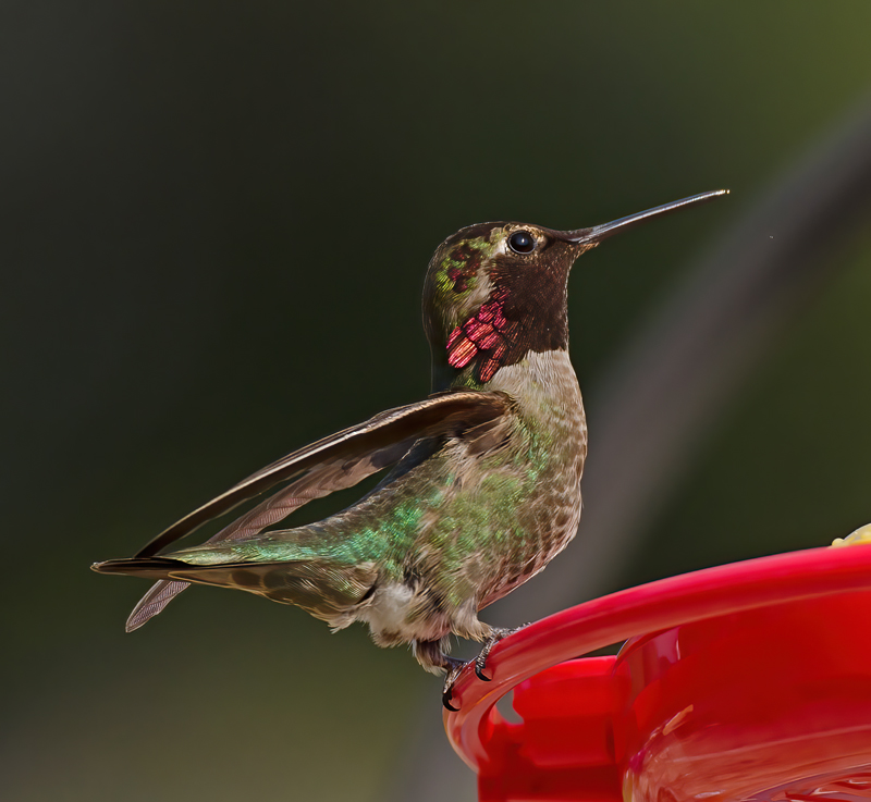 Annas_Hummingbrd_14_CA_073