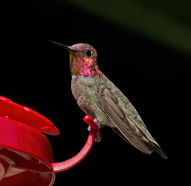 Annas_Hummingbrd_14_CA_082