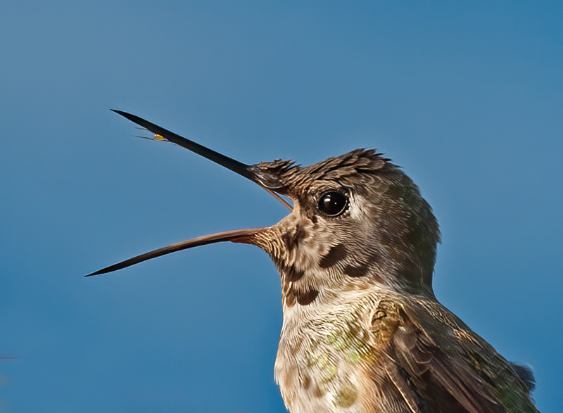 Annas_Hummingbrd_14_CA_123