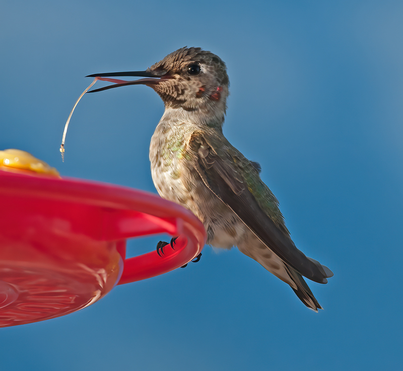 Annas_Hummingbrd_14_CA_124