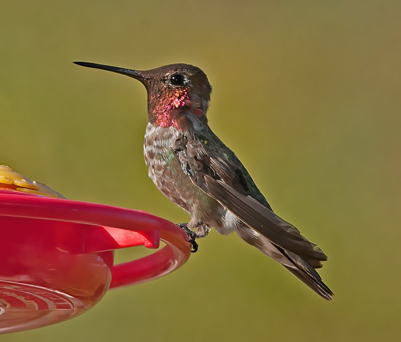 Annas_Hummingbrd_14_CA_128