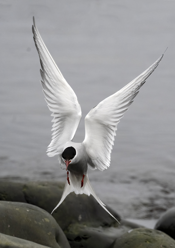 Arctic_Tern_22_Iceland_069