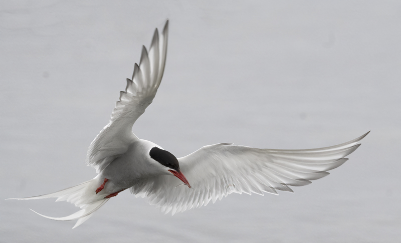 Arctic_Tern_22_Iceland_071
