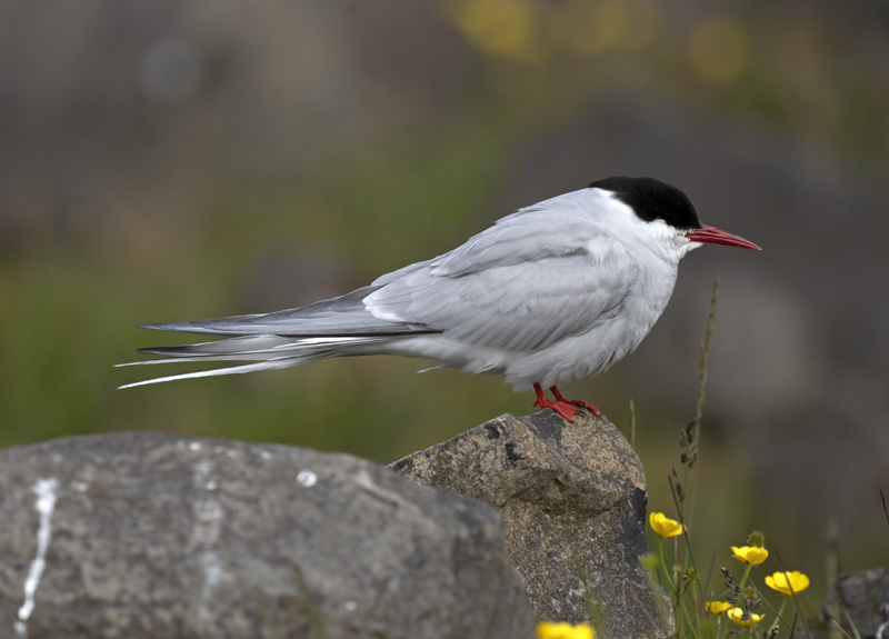 Arctic_Tern_22_Iceland_123