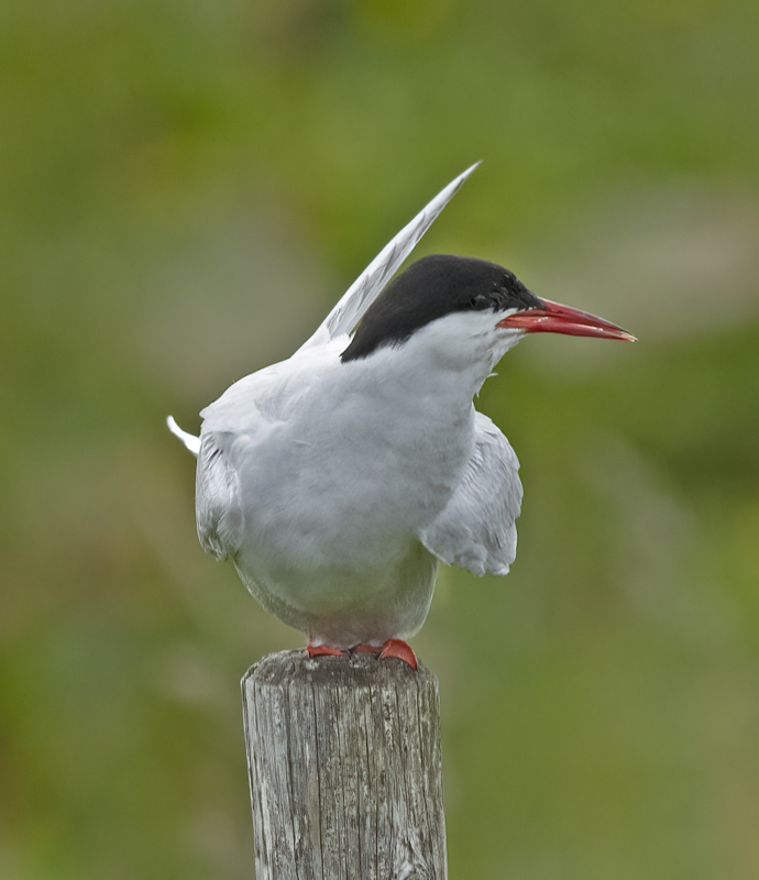 Arctic_Tern_22_Iceland_130