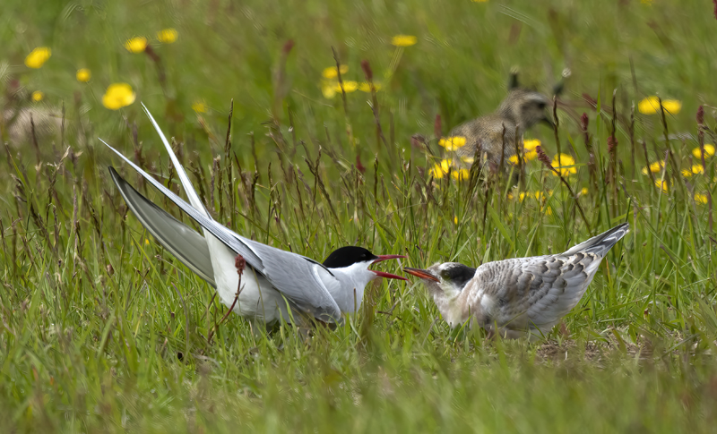 Arctic_Tern_22_Iceland_221