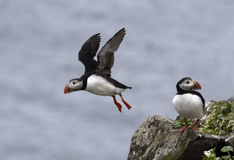 Atlantic_Puffin_22_Iceland_180