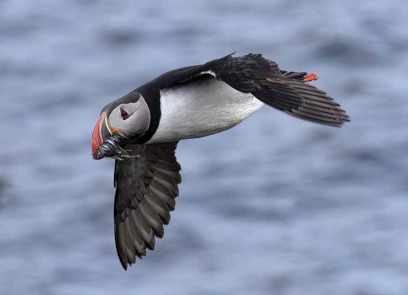 Atlantic_Puffin_22_Iceland_210
