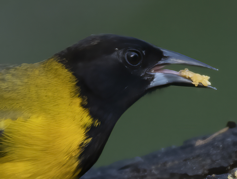 Audubon_Oriole_19_TX_003