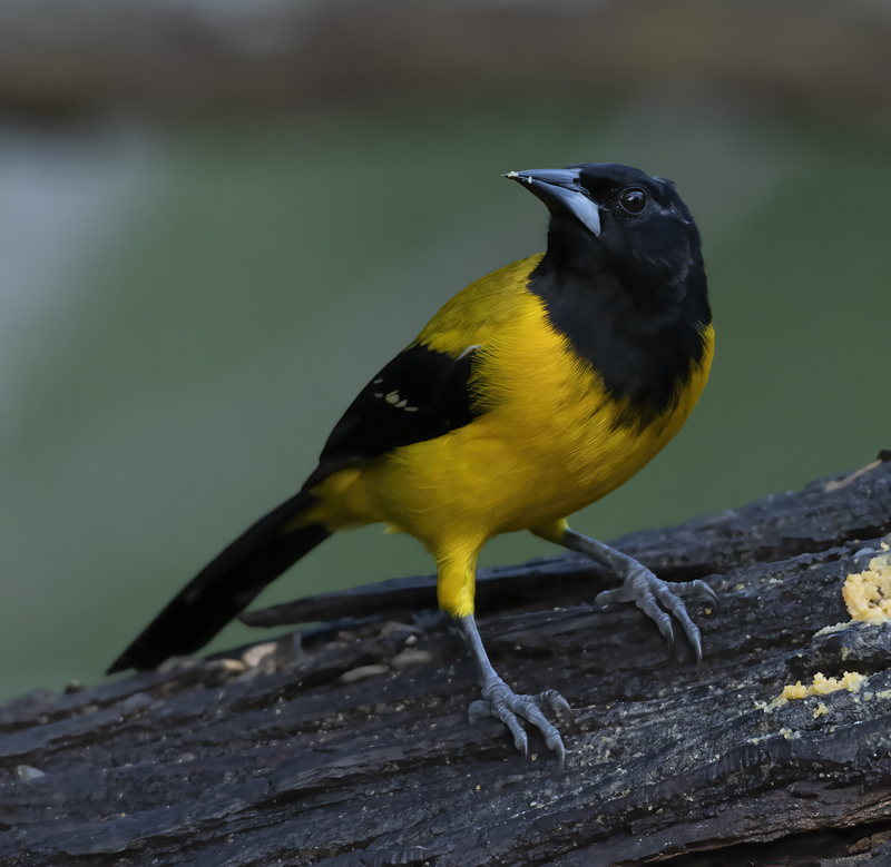 Audubon_Oriole_19_TX_025