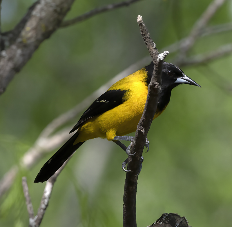 Audubon_Oriole_19_TX_070