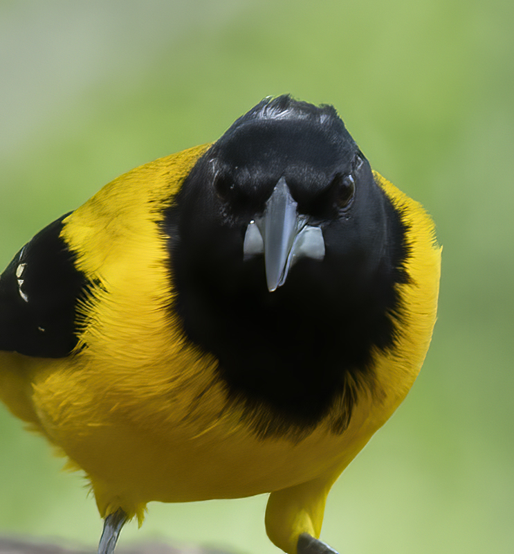 Audubon_Oriole_19_TX_078