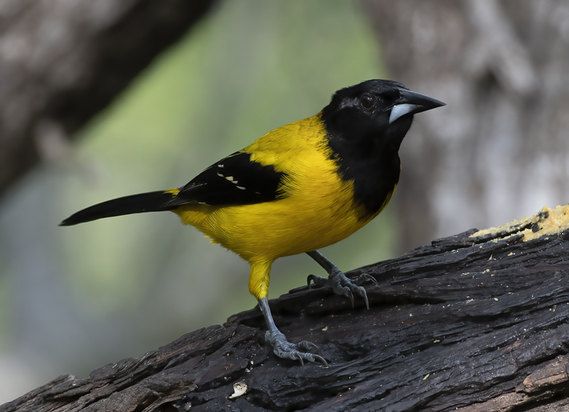 Audubon_Oriole_19_TX_079