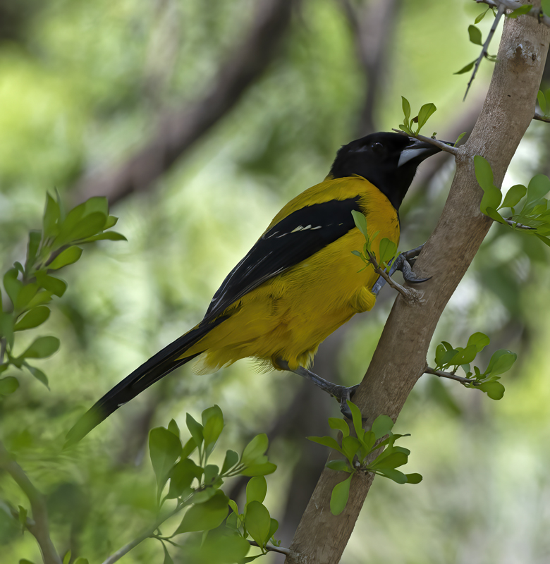 Audubon_Oriole_19_TX_109