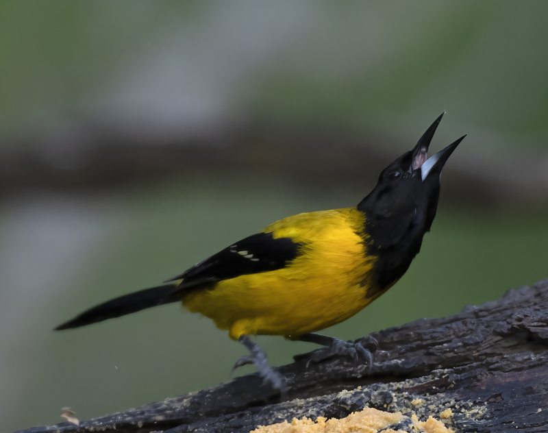 Audubon_Oriole_19_TX_143