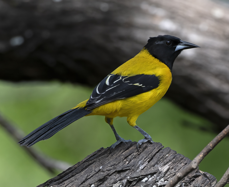 Audubon_Oriole_19_TX_155