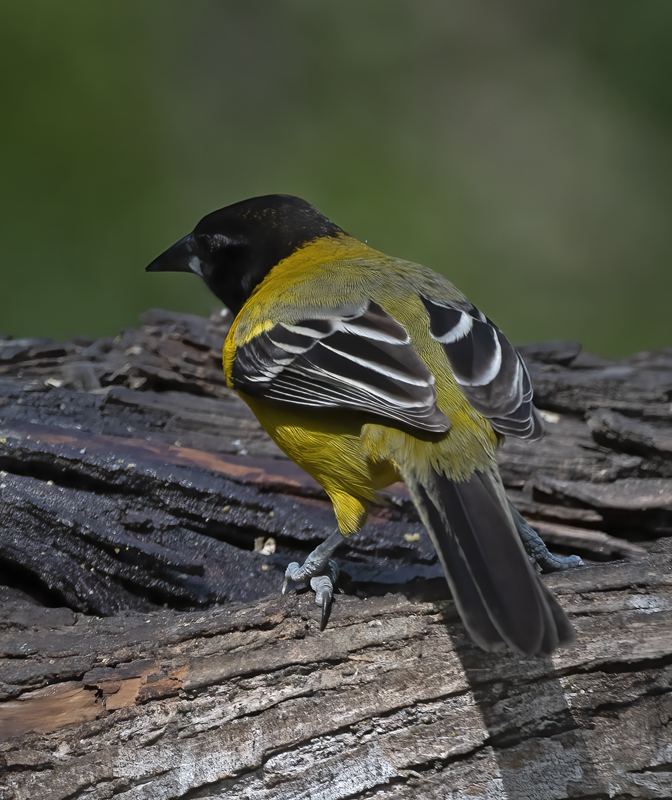 Audubon_Oriole_19_TX_178