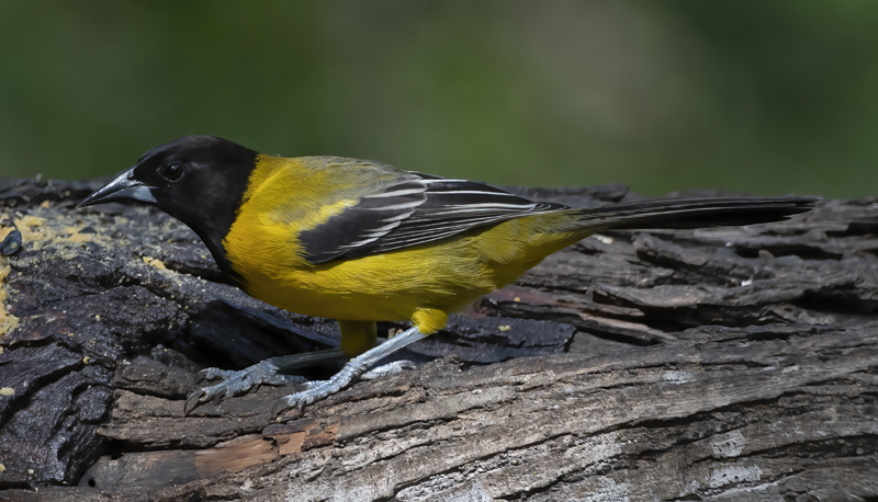 Audubon_Oriole_19_TX_179